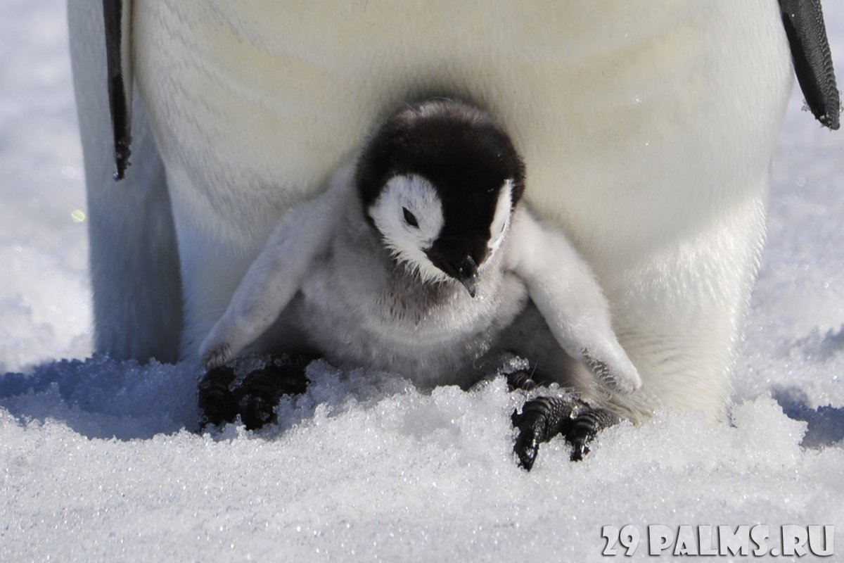 Пингвины высиживают птенцов