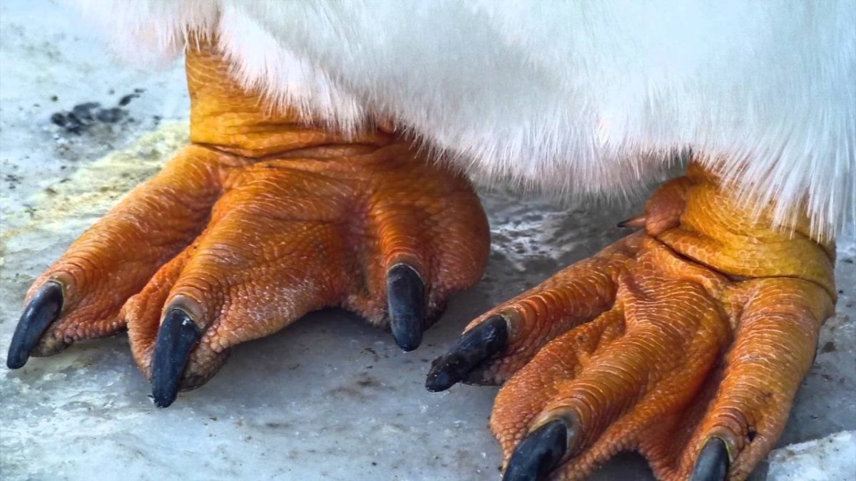 Лапки пингвина