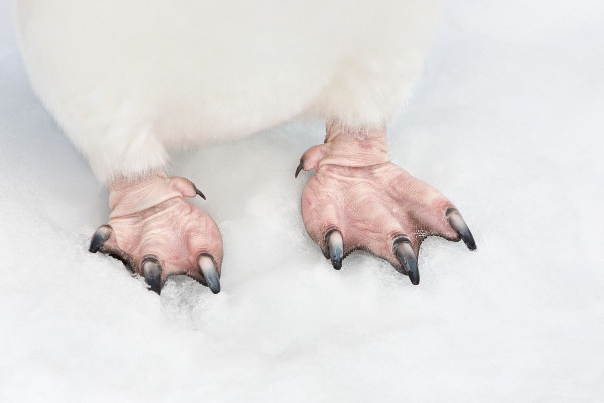 Пингвиньи лапы