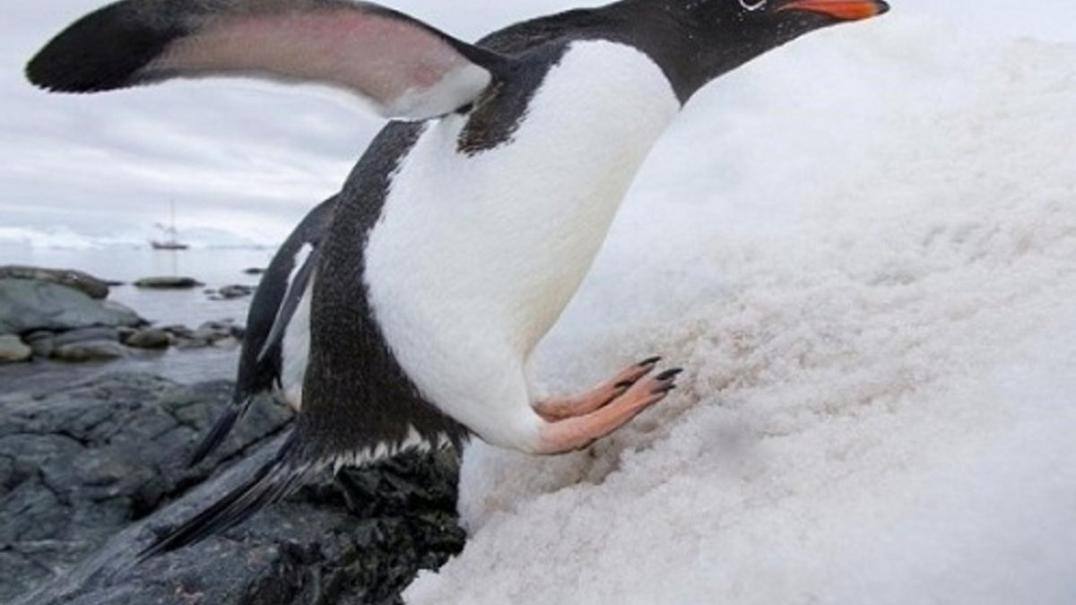 Субантарктический Пингвин
