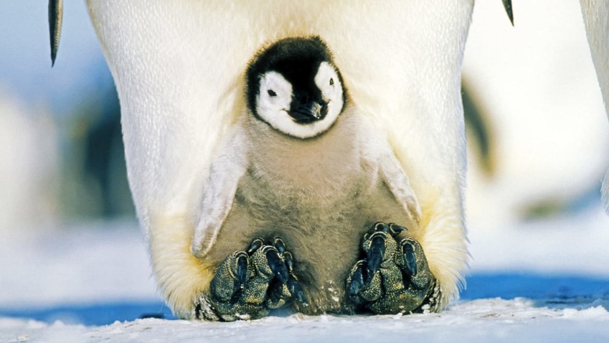 Пингвинячий подросток