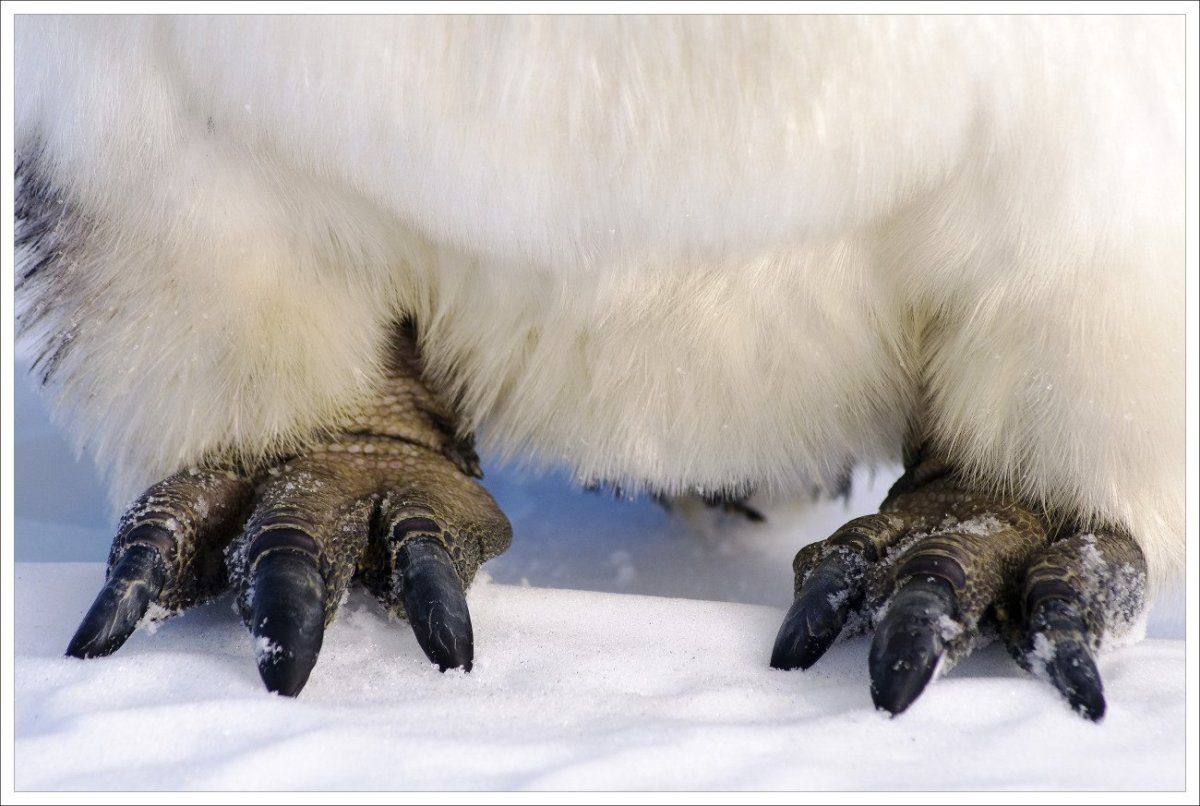 Лапы пингвина