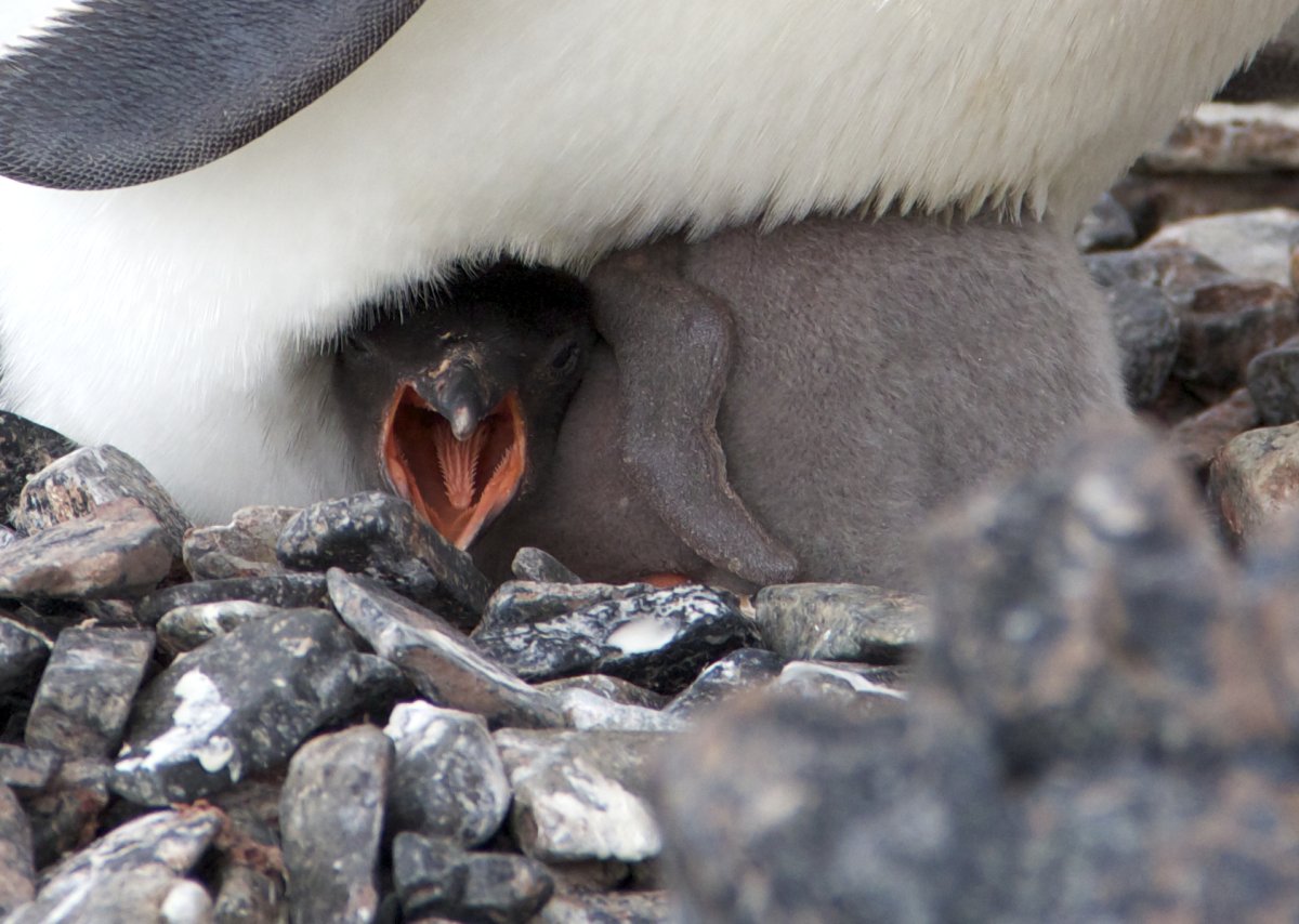 Галапагосский Пингвин с детенышем