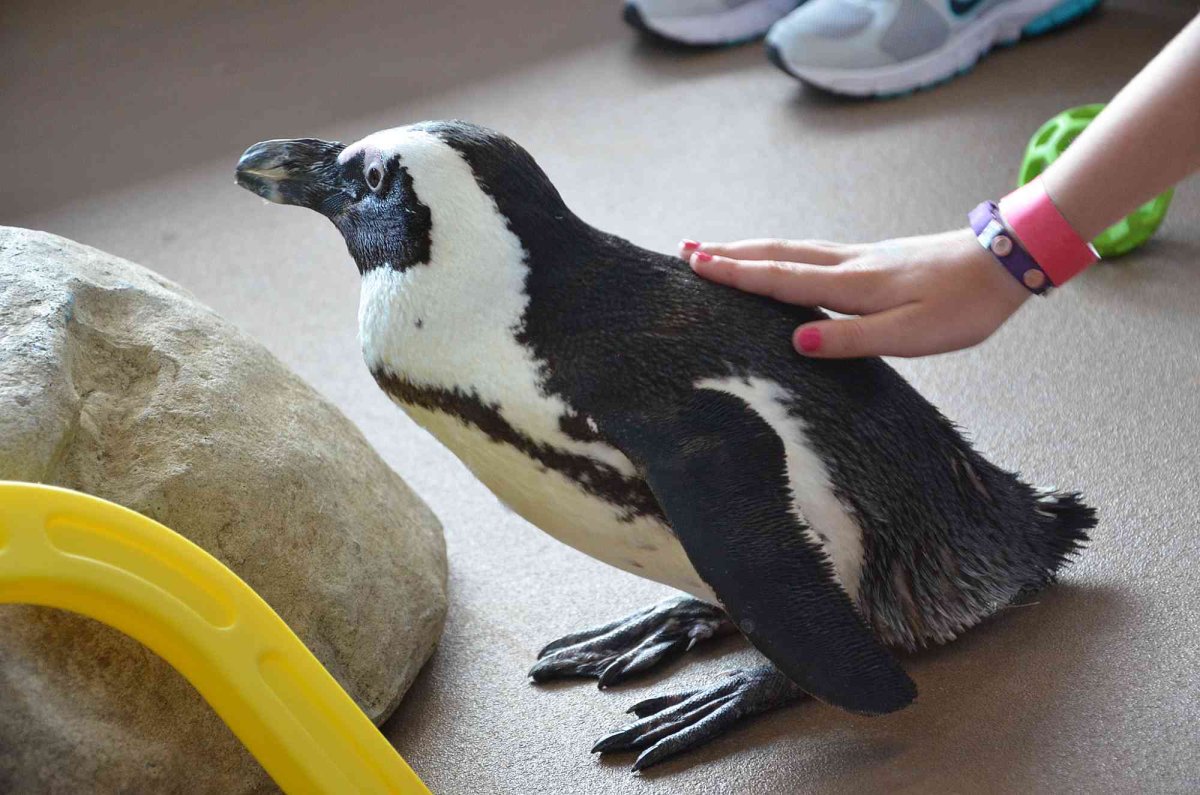 Погладить пингвина