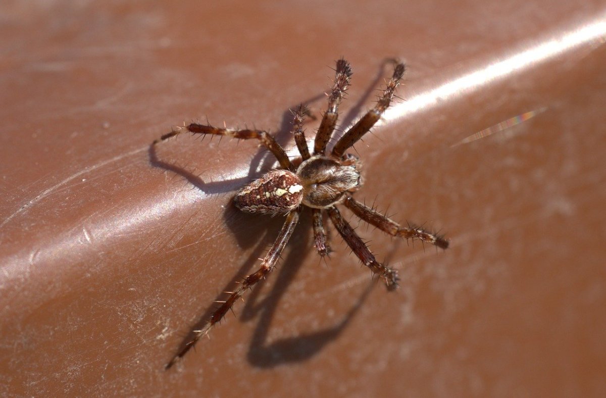 Коричневый паук на улице