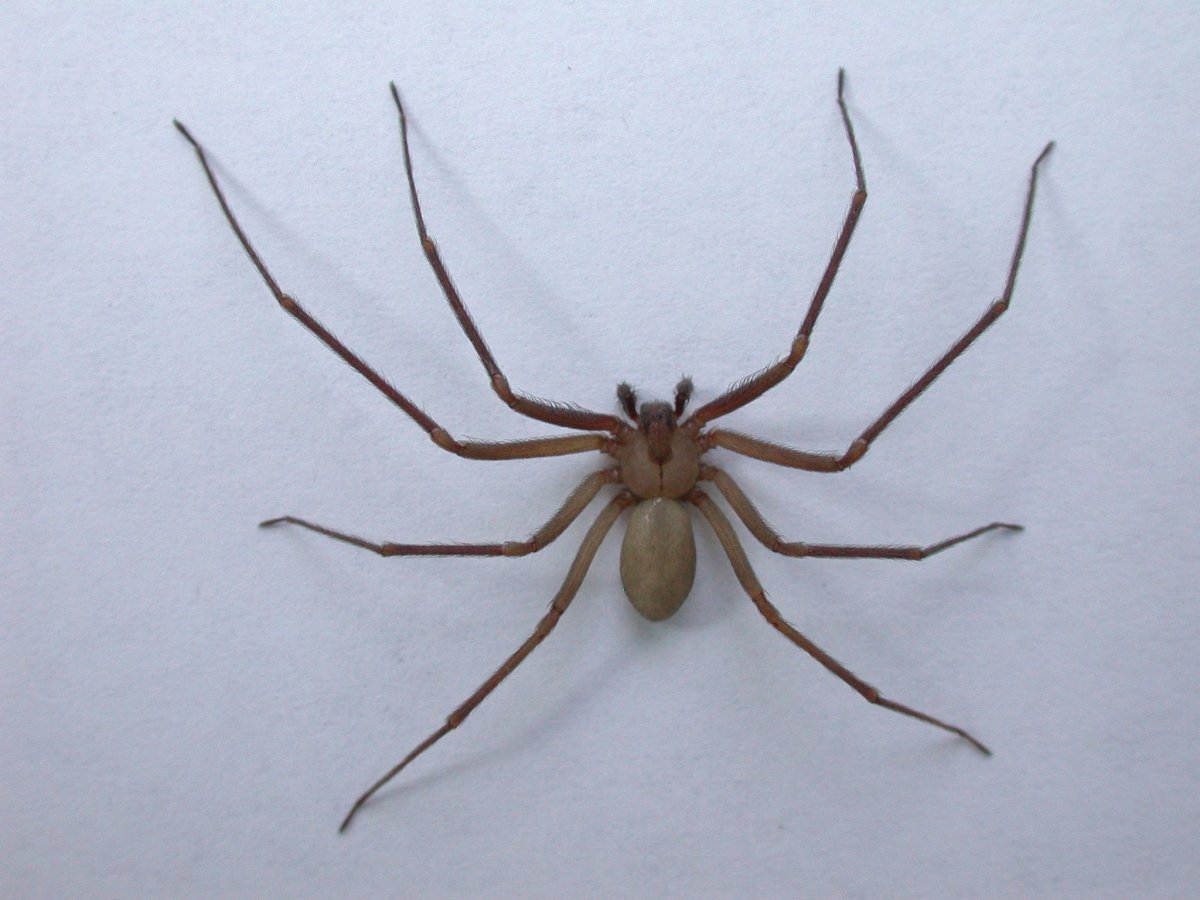 Домашние коричневые пауки