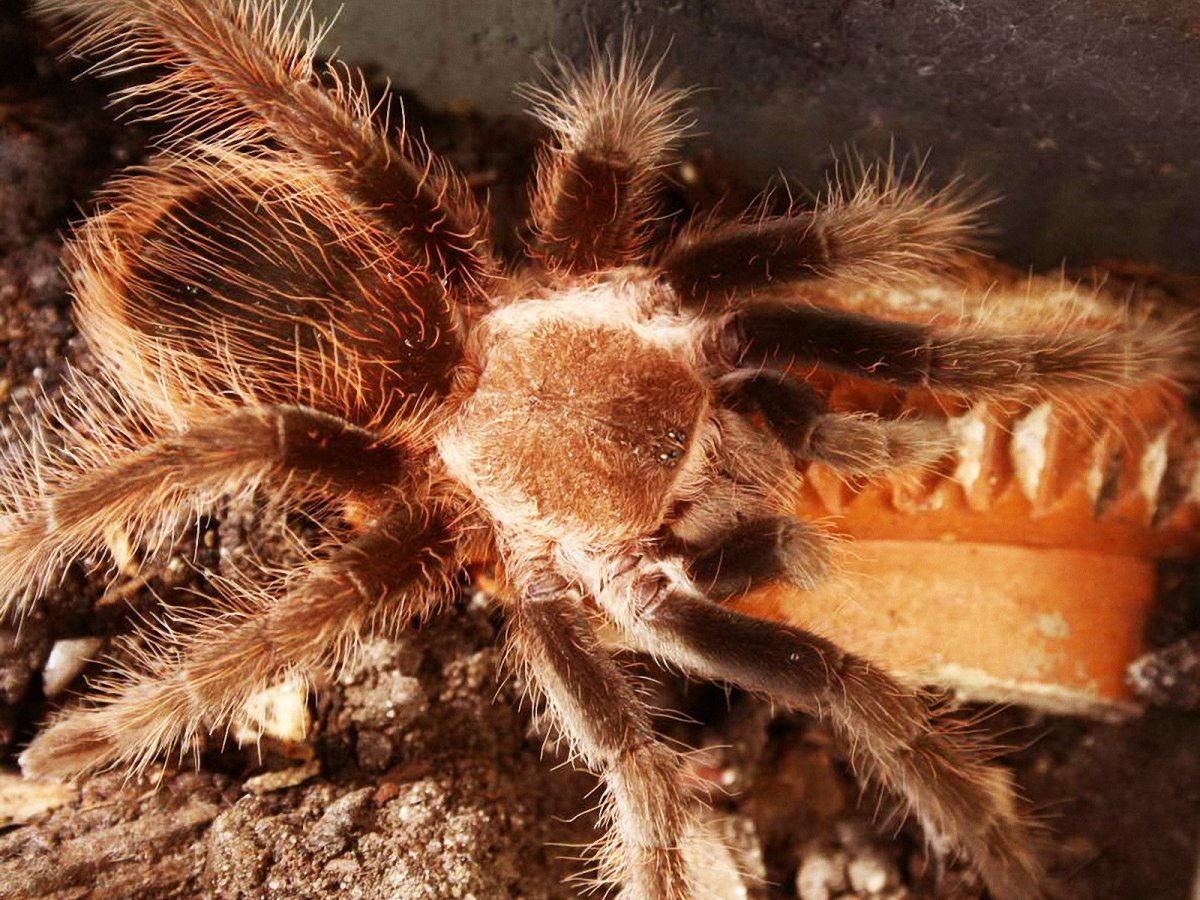 Мохнатый коричневый паук