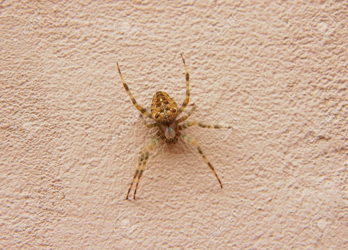 Большой бежевый паук в доме