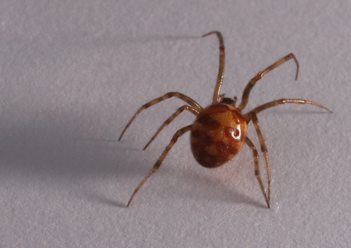 Steatoda triangulosa