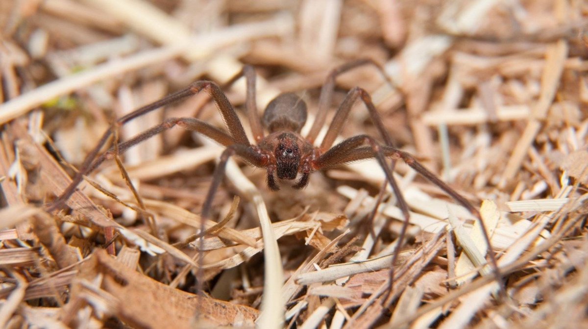 Коричневый паук бродячий