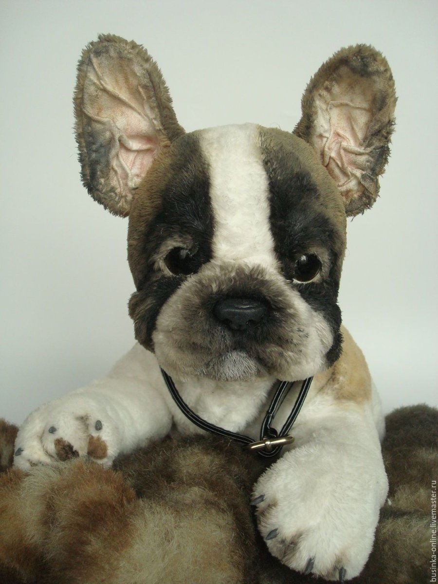 Пушистый французский бульдог