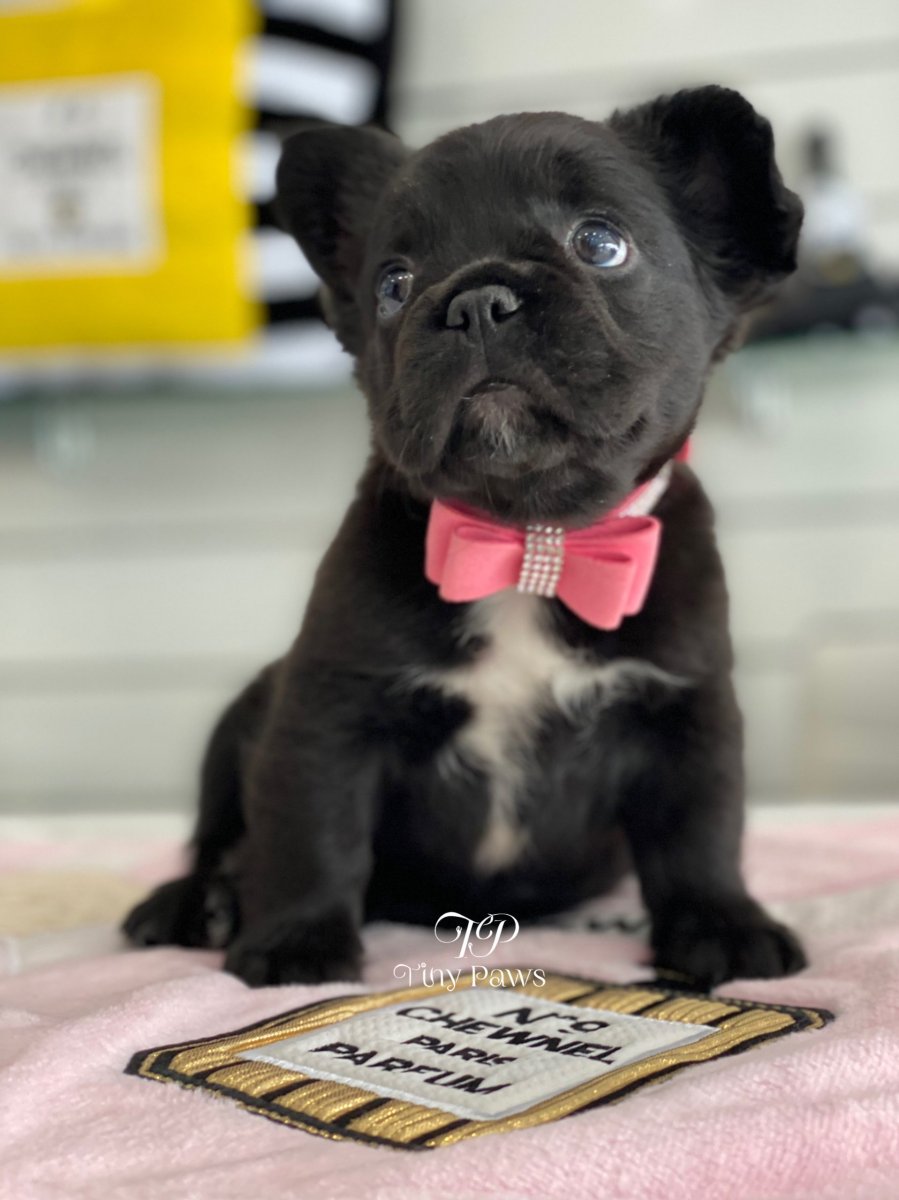 Флаффи бульдог