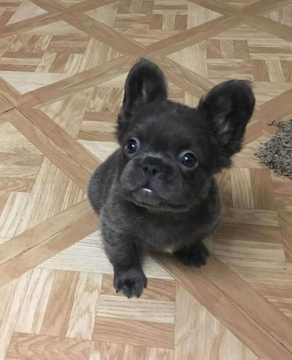 Флаффи бульдог