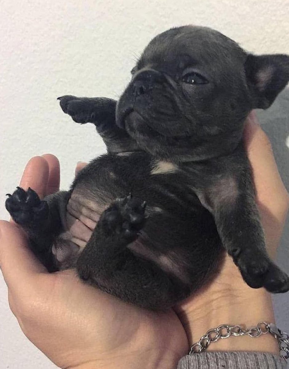 Щенки французского бульдога флаффи