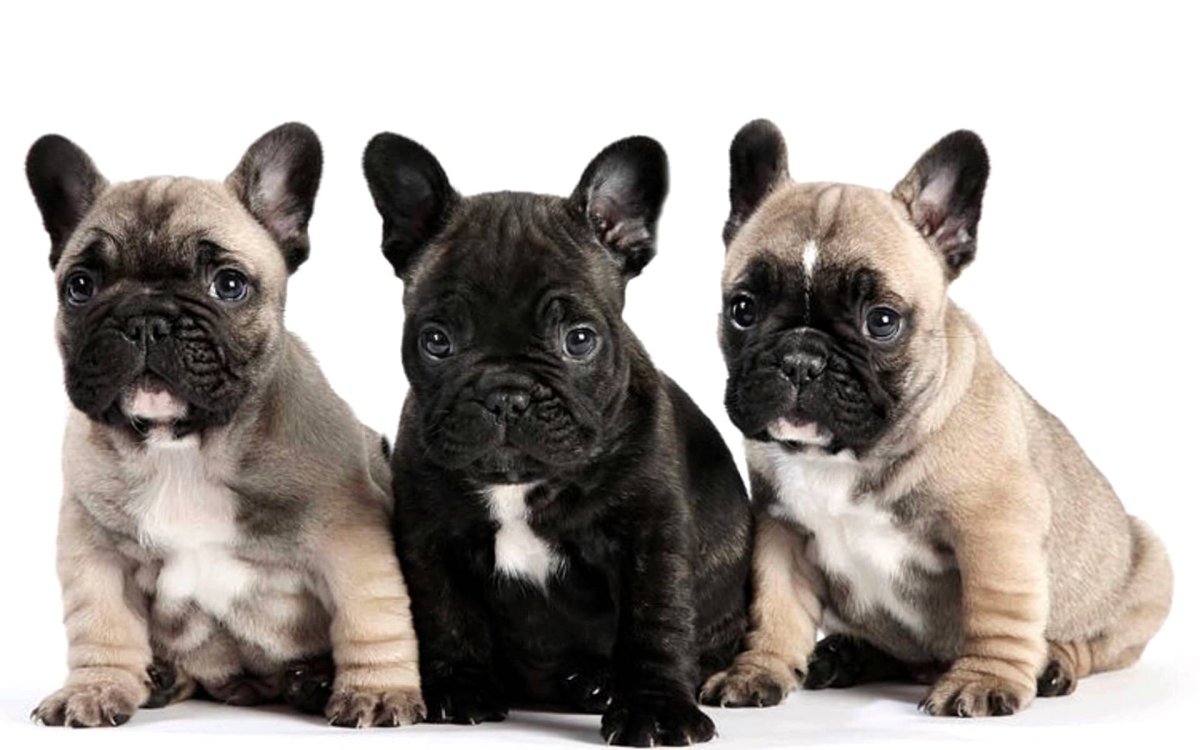 Английский и французский бульдог сравнение