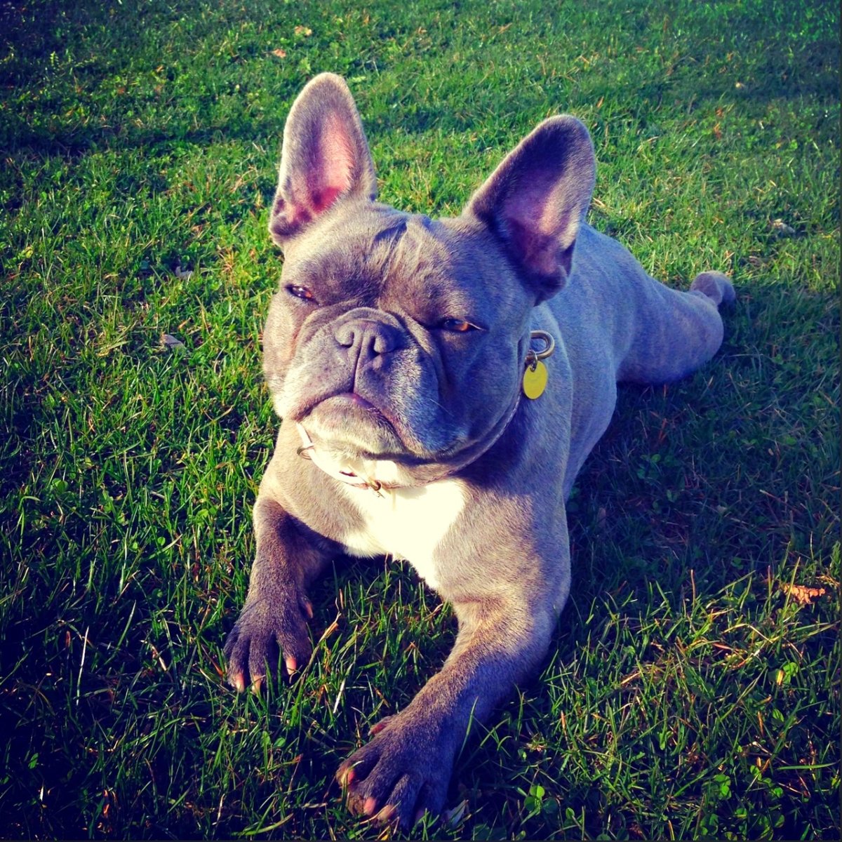 Французский бульдог бойцовская собака