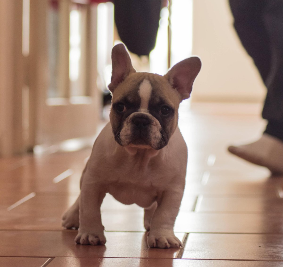 Флаффи французский бульдог