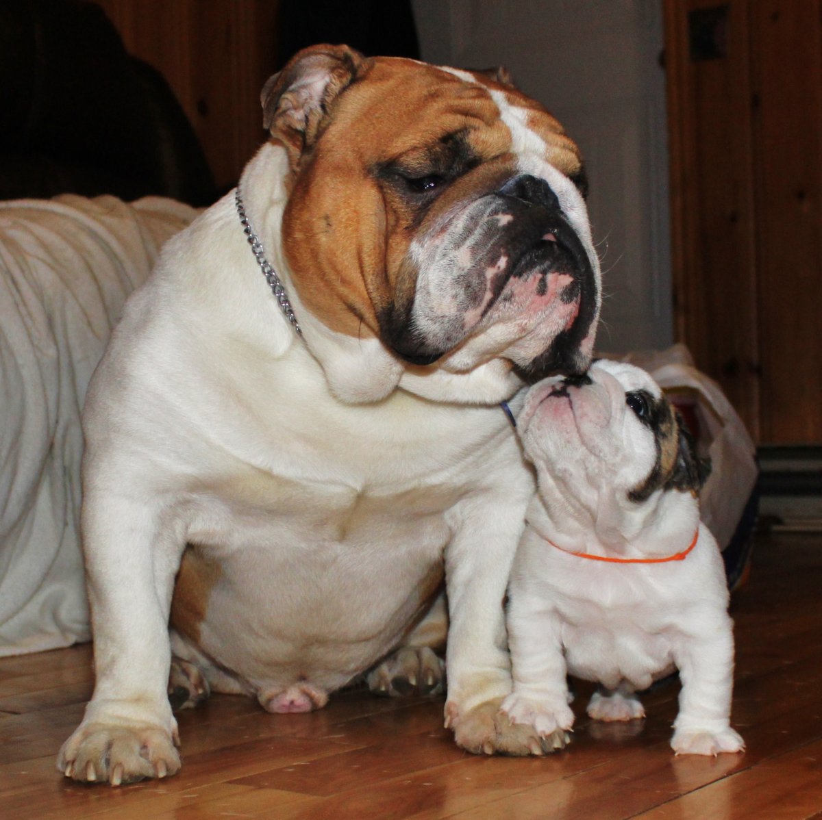 Английский бульдог пасть