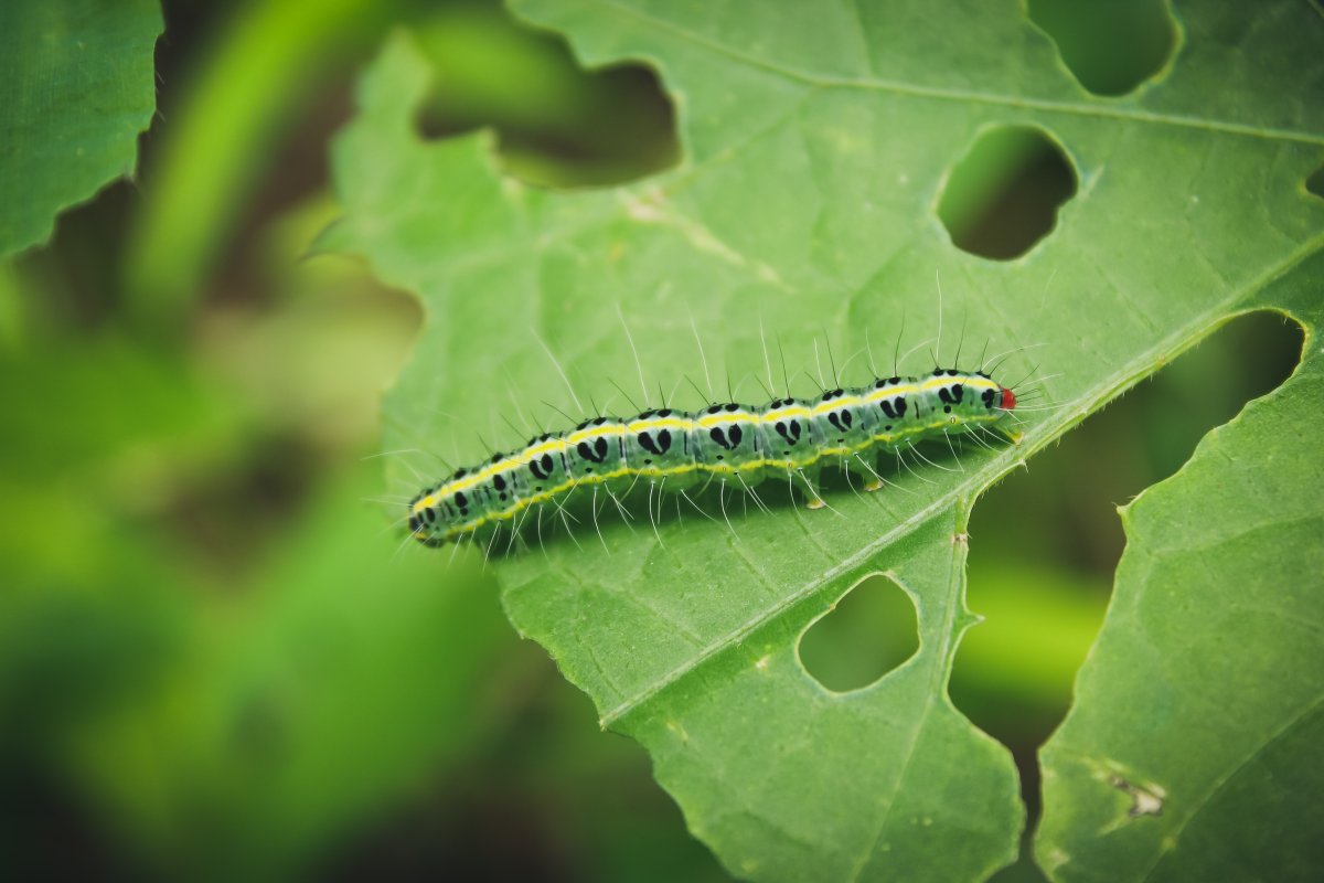 Green Caterpillar гусеница