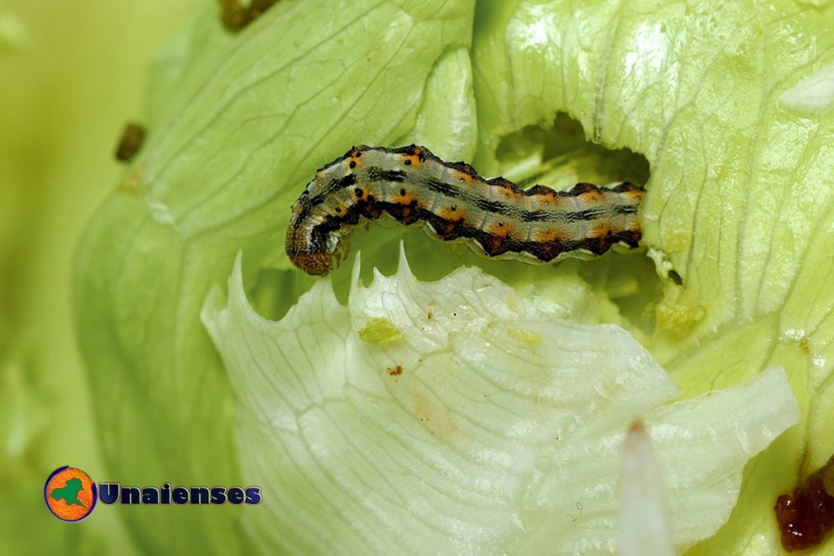 Helicoverpa Zea гусеница