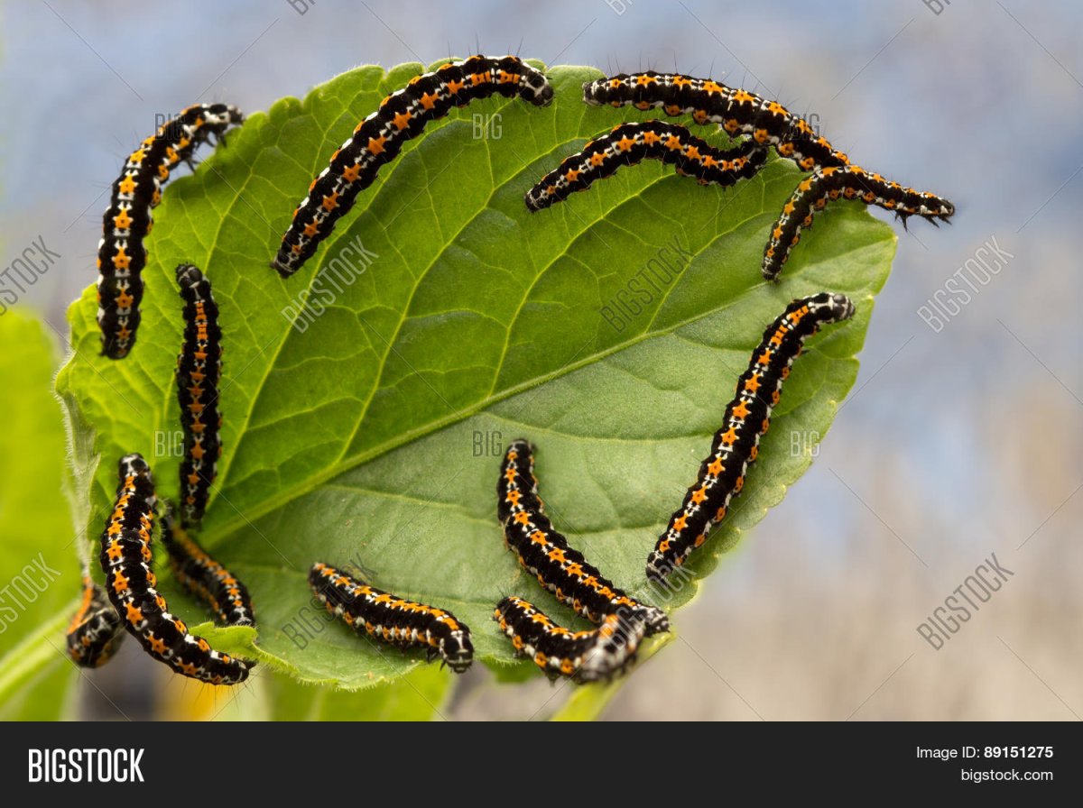 Ethmia pusiella гусеница