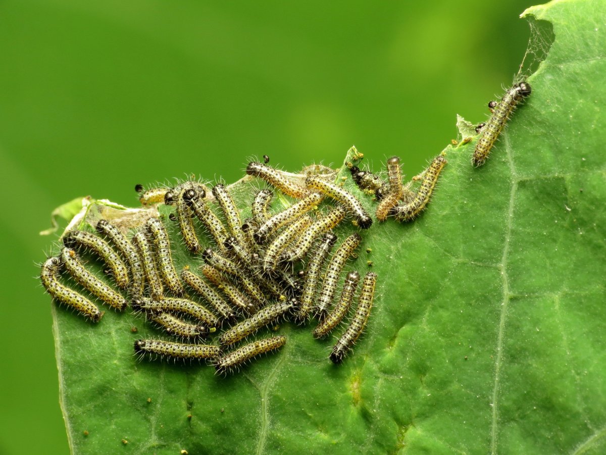 Боярышница гусеница на яблоне