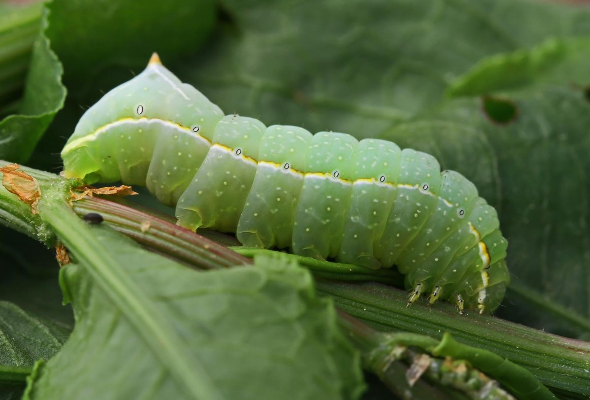 Amphipyra pyramidea гусеница