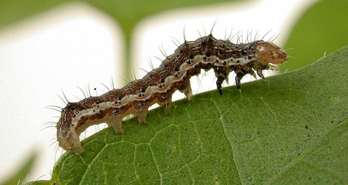 Helicoverpa Zea гусеница