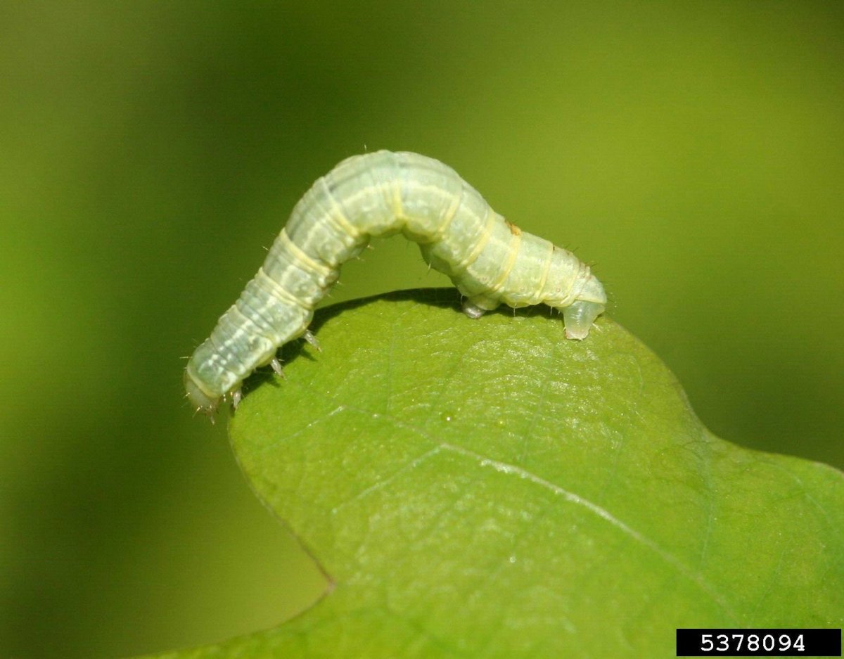 Пяденица гусеница зеленая