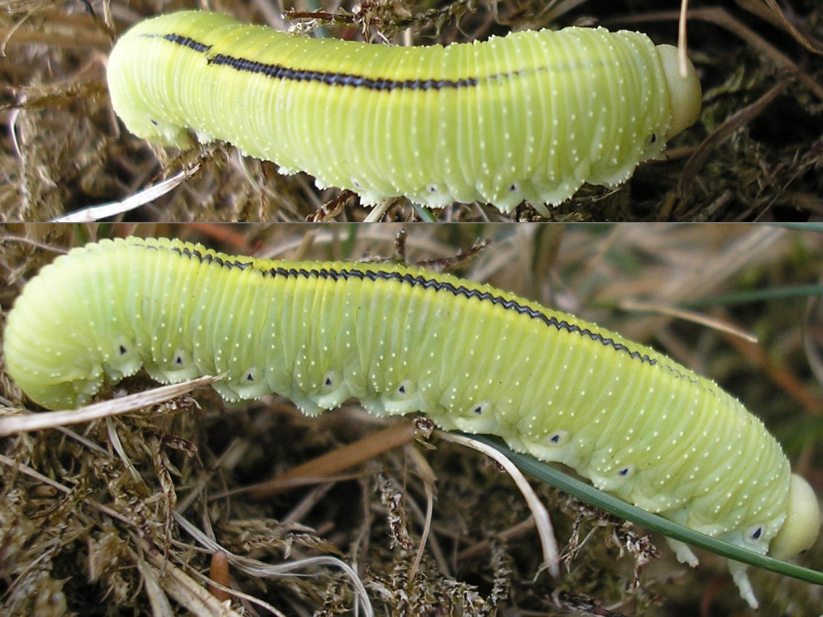 Пилильщик березовый гусеница