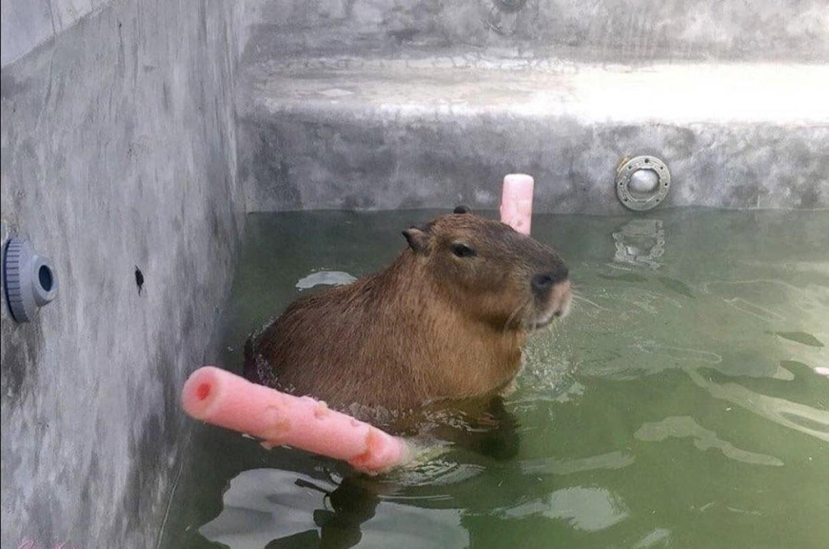 Капибара под струей воды