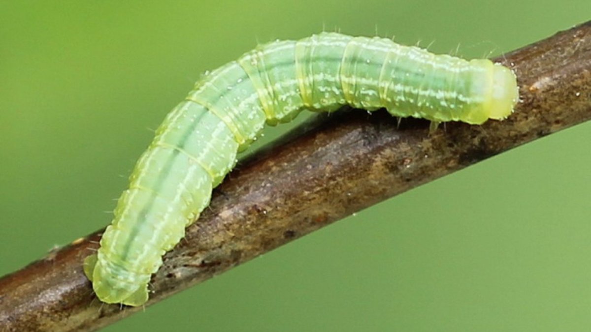 Operophtera brumata гусеница