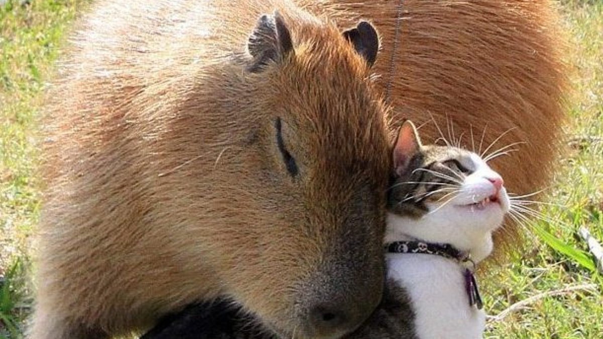 Животные нежность капибары