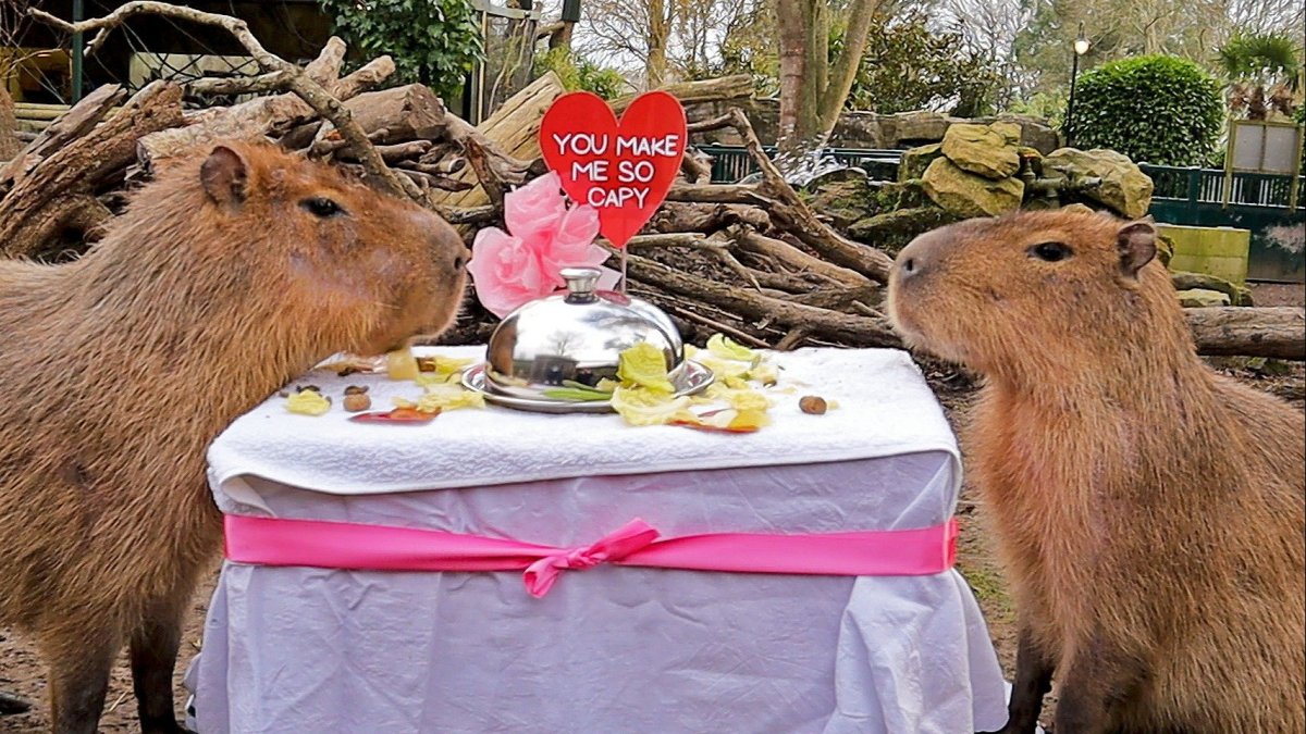 Капибара с косметикой