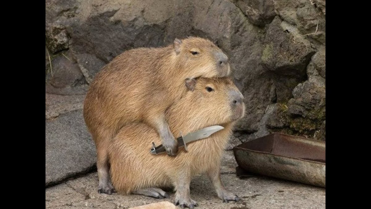 Нутрия и капибара