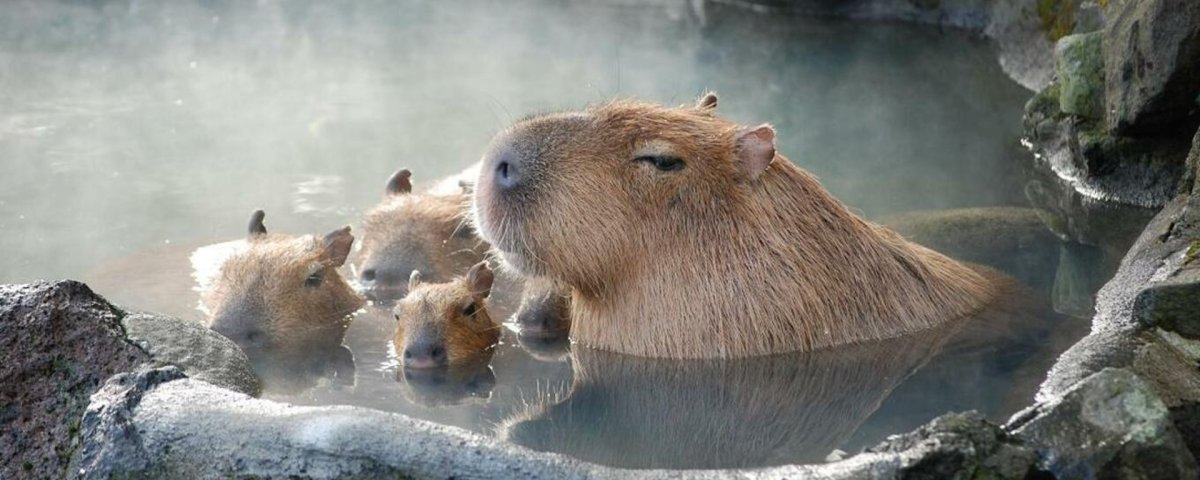 Капибара под водой