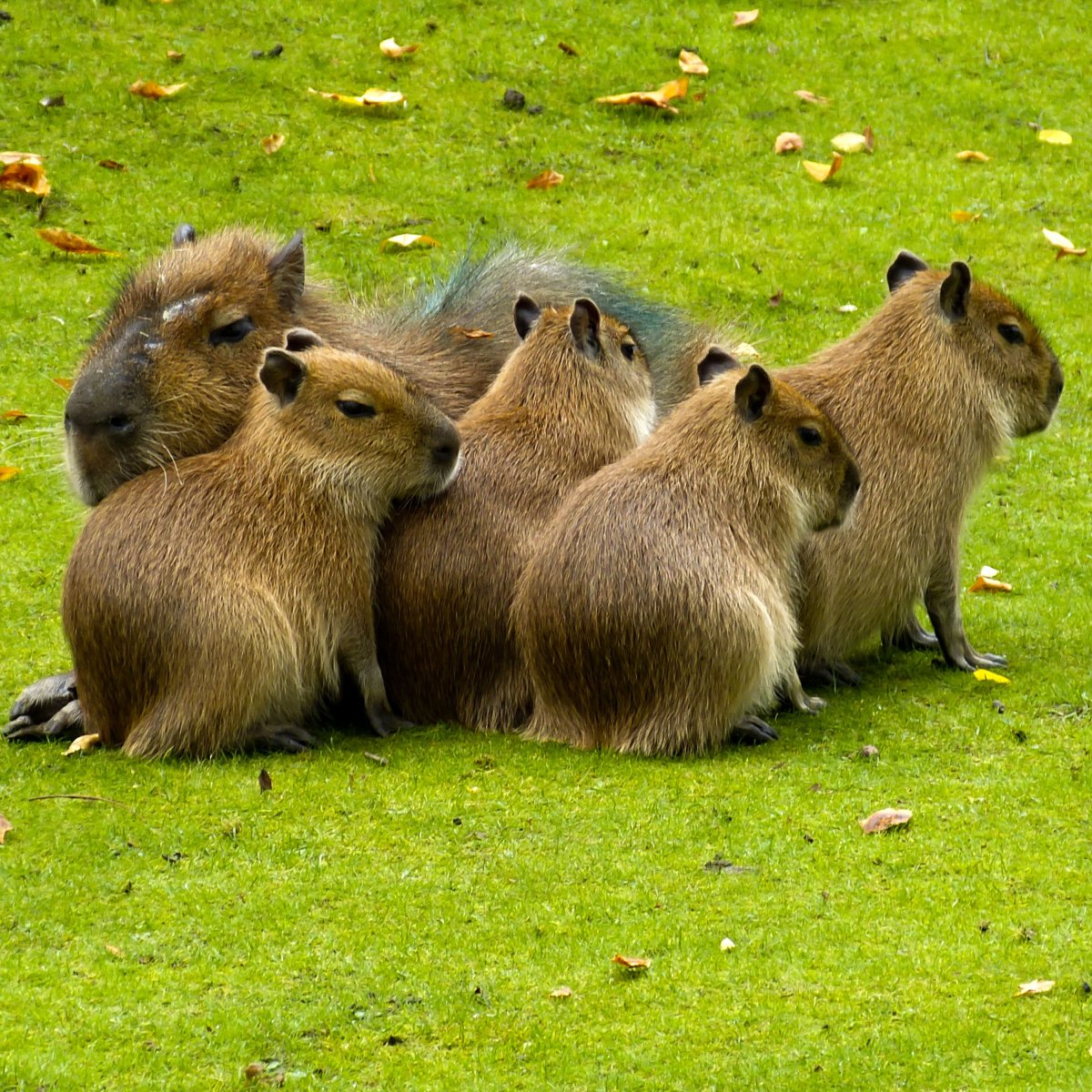 Капибара ok i Pull up