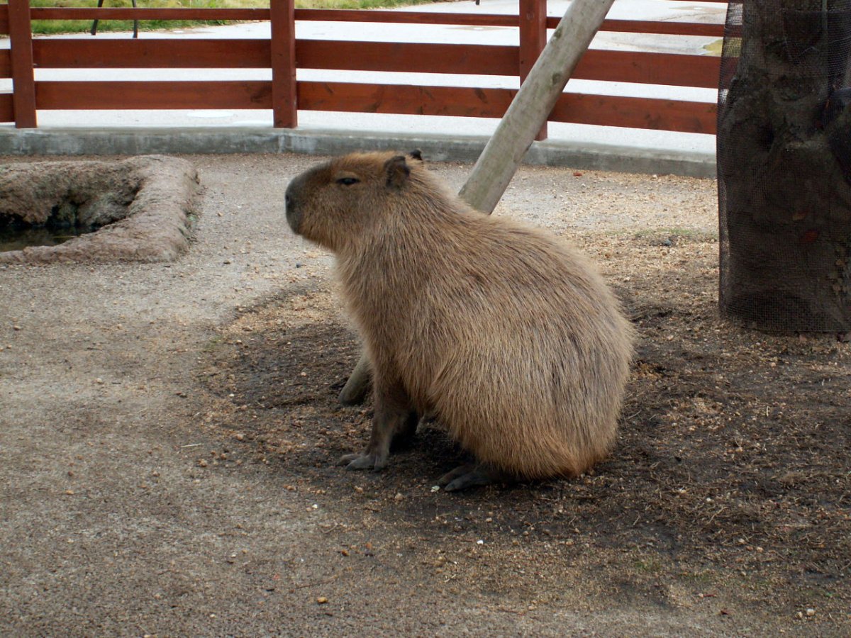 Новогодняя капибара