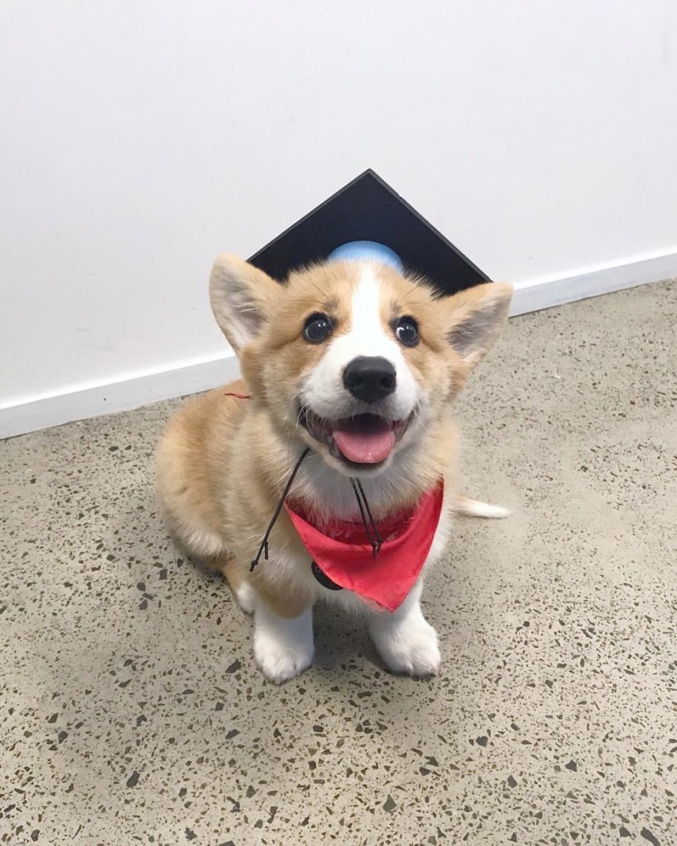 Корги студент