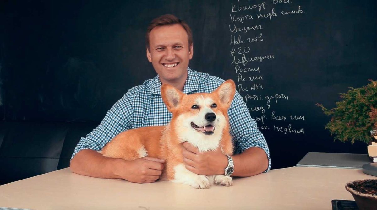 Корги Игоря Шувалова