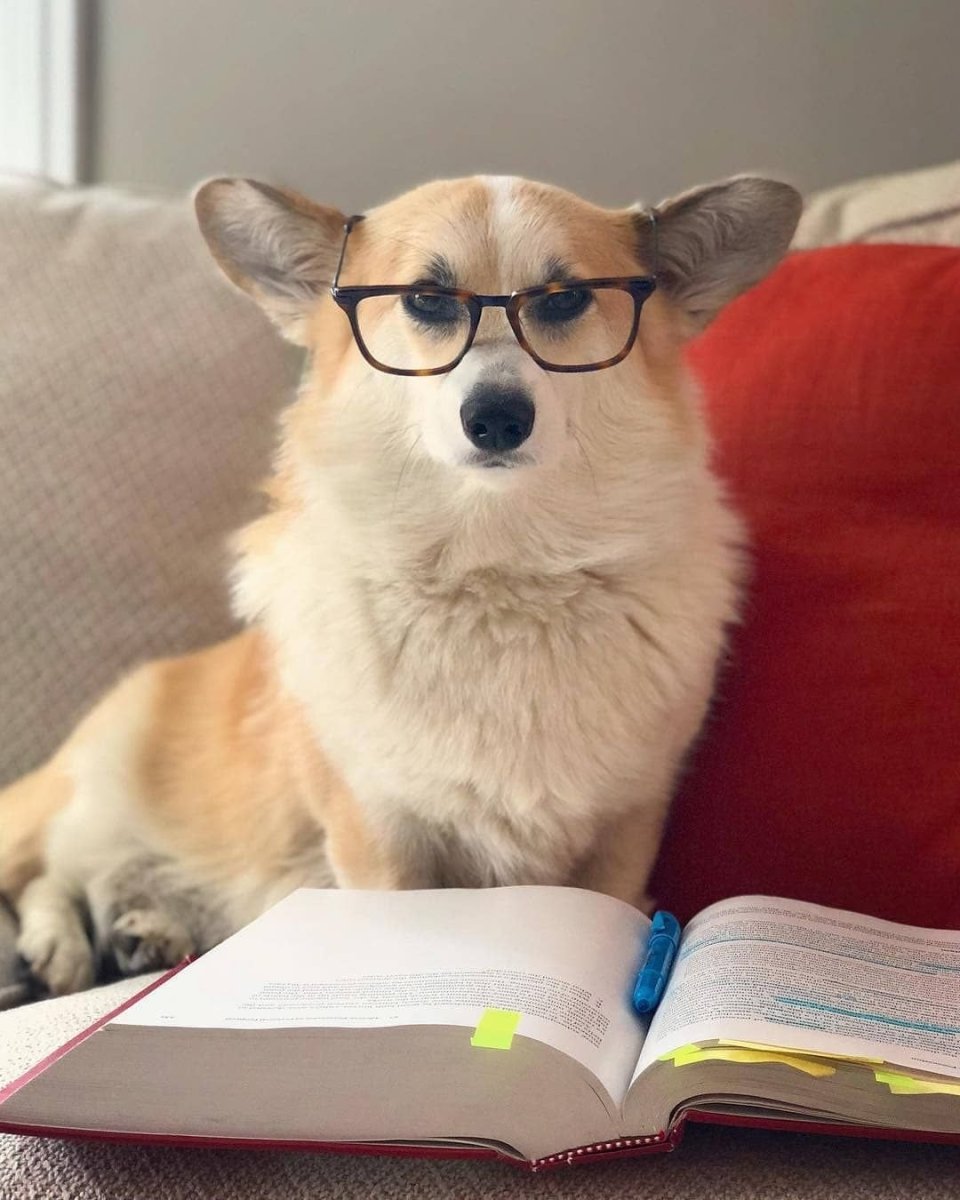 Умный корги