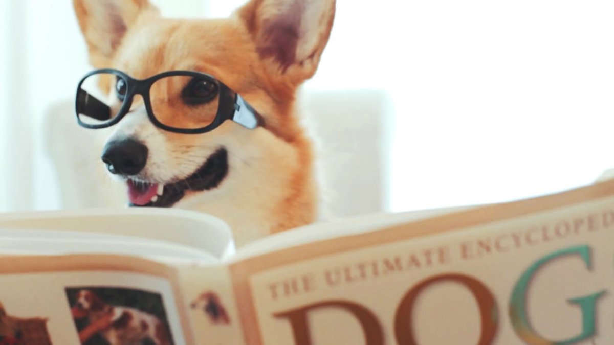 Умный корги