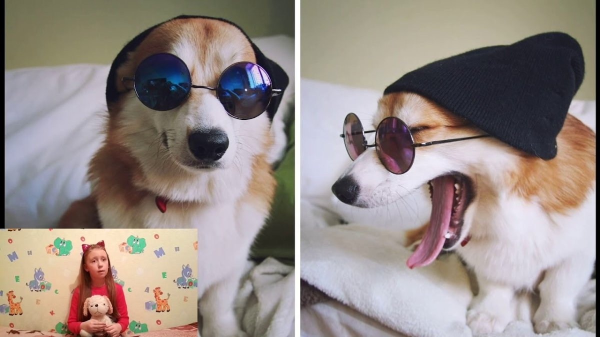 Корги с очками