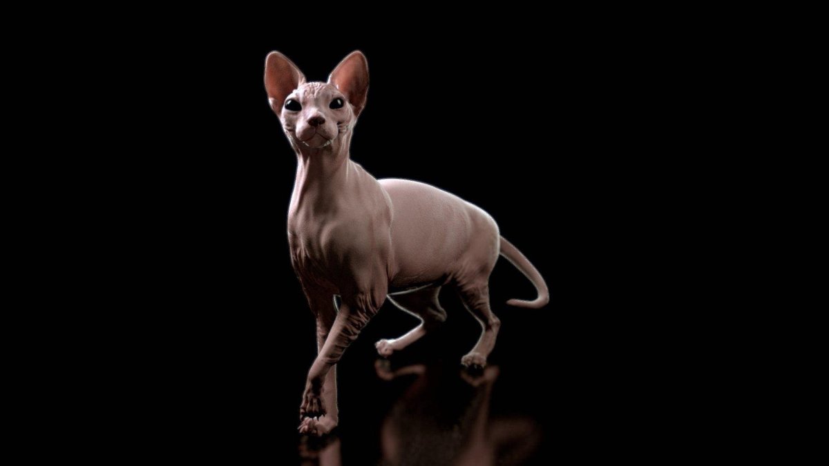 Канадский сфинкс обои