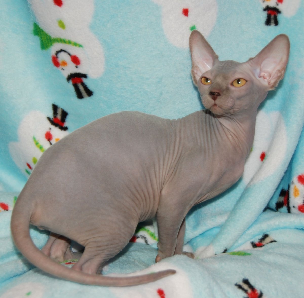 Лавандовый табби сфинкс