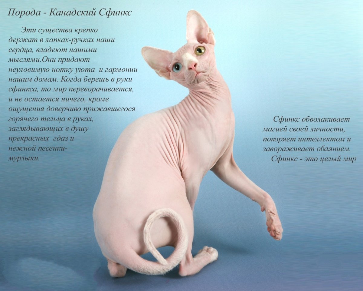 Кошки интересные сфинксы