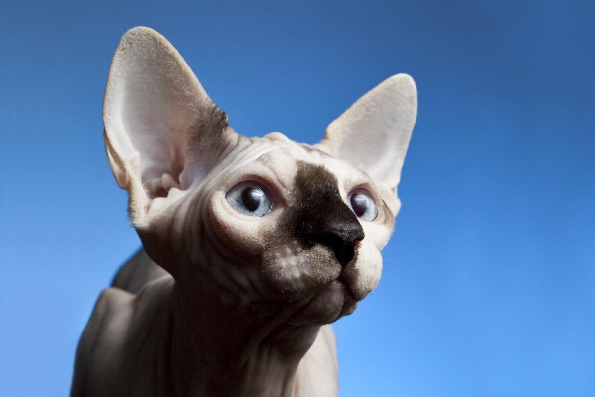 Косые сфинксы