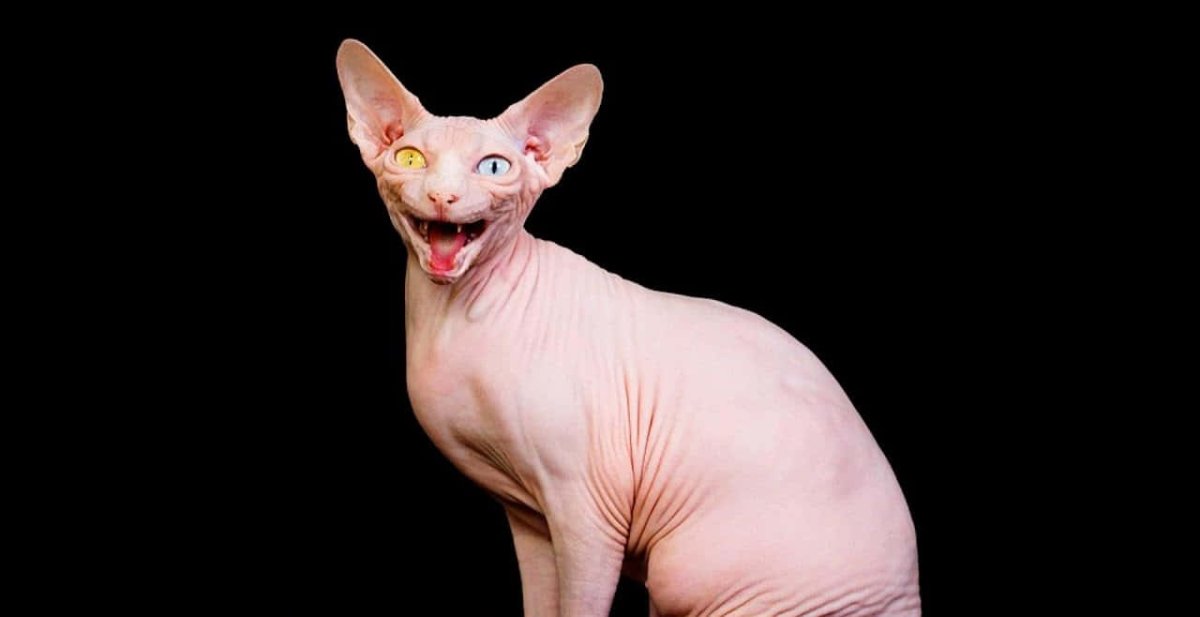 Смешные сфинксы