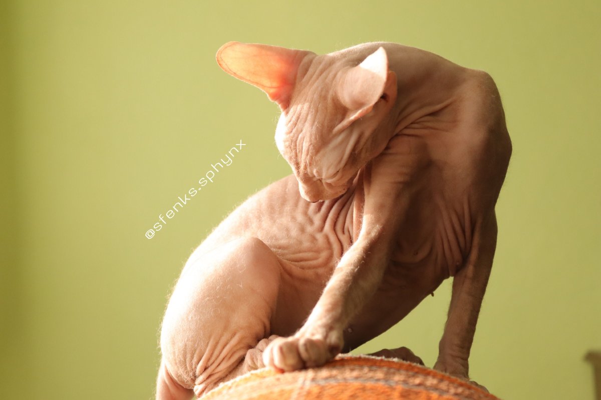 Донской сфинкс со стеклянными