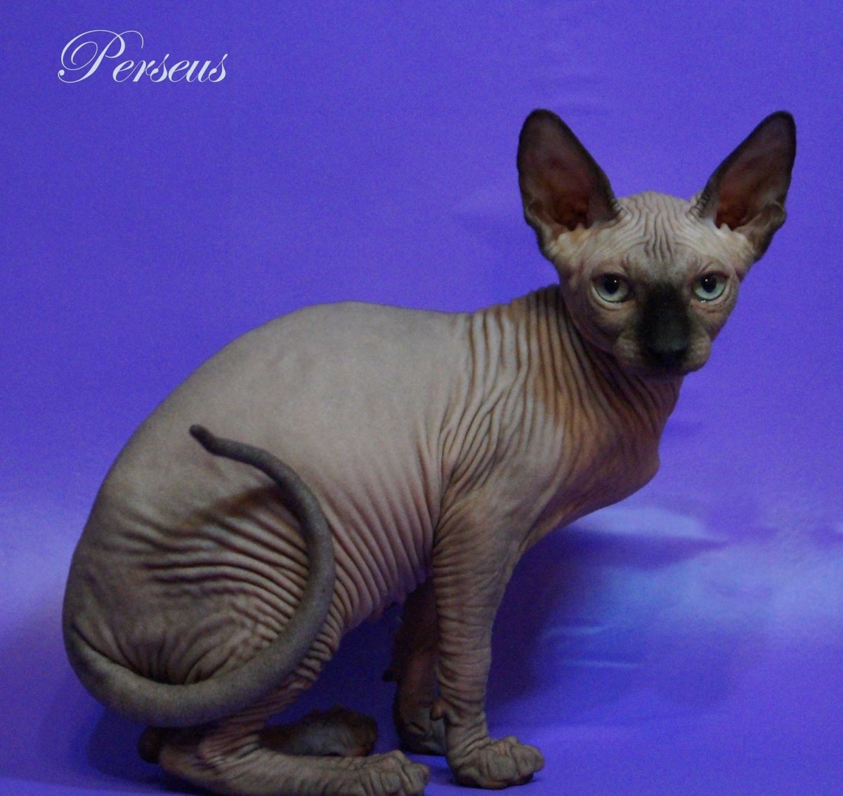 Канадский сфинкс окрас n33